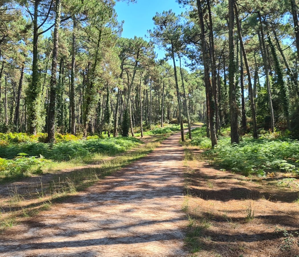 Forêt de Chiberta 2