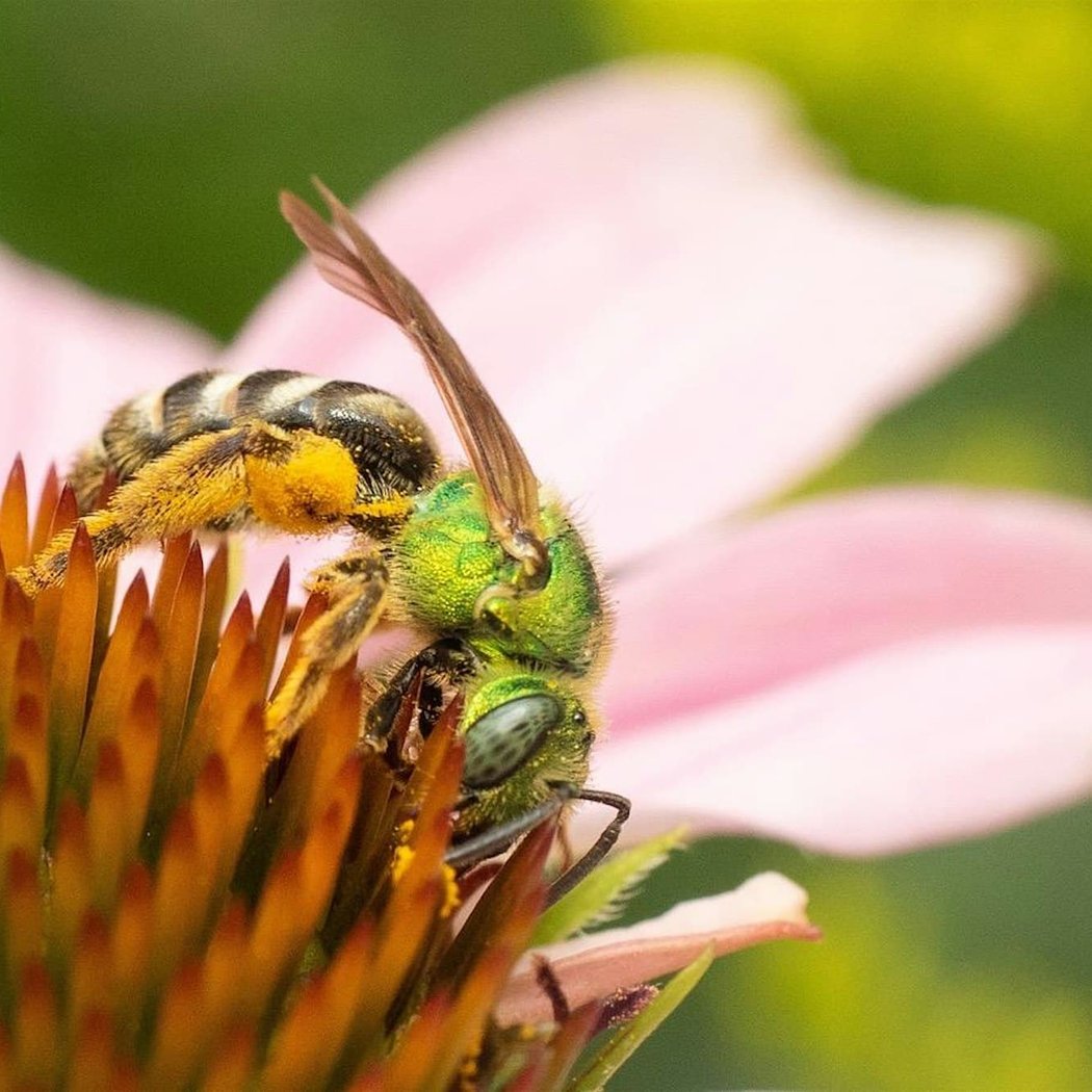 Native Bee Bootcamp 1