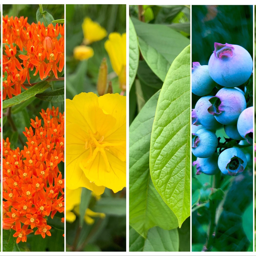 Plant Bingo for Wildlife Rescue 2
