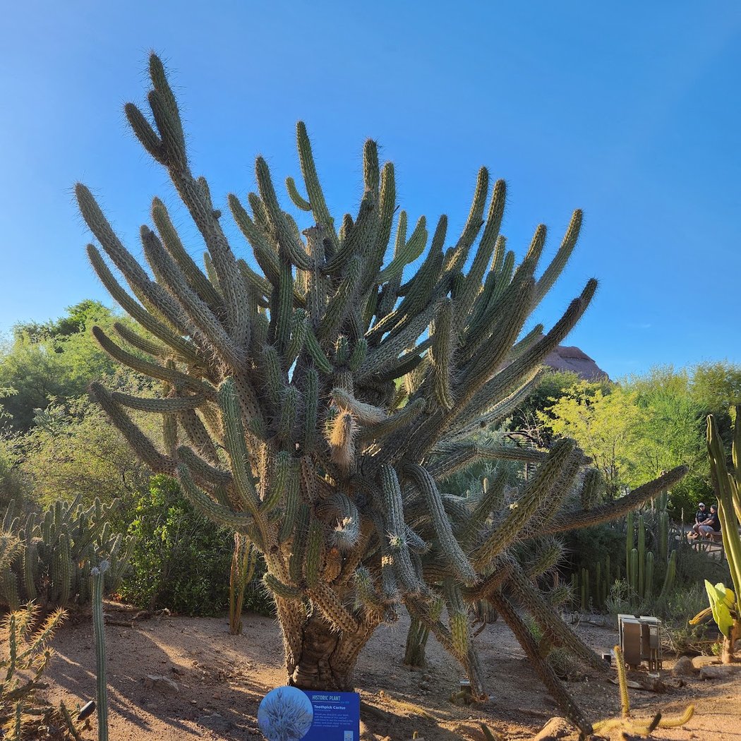 Cactus Cantina 2