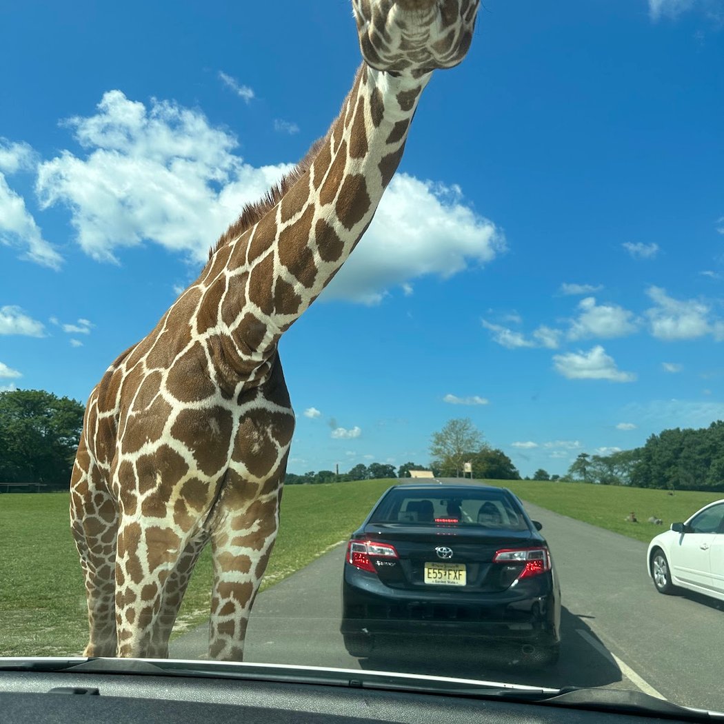 Six Flags Wild Safari 1