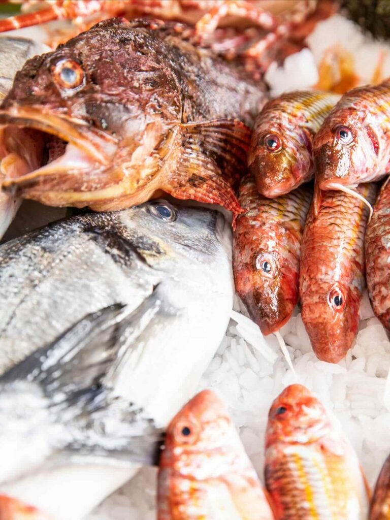 French Bouillabaisse Championship 1