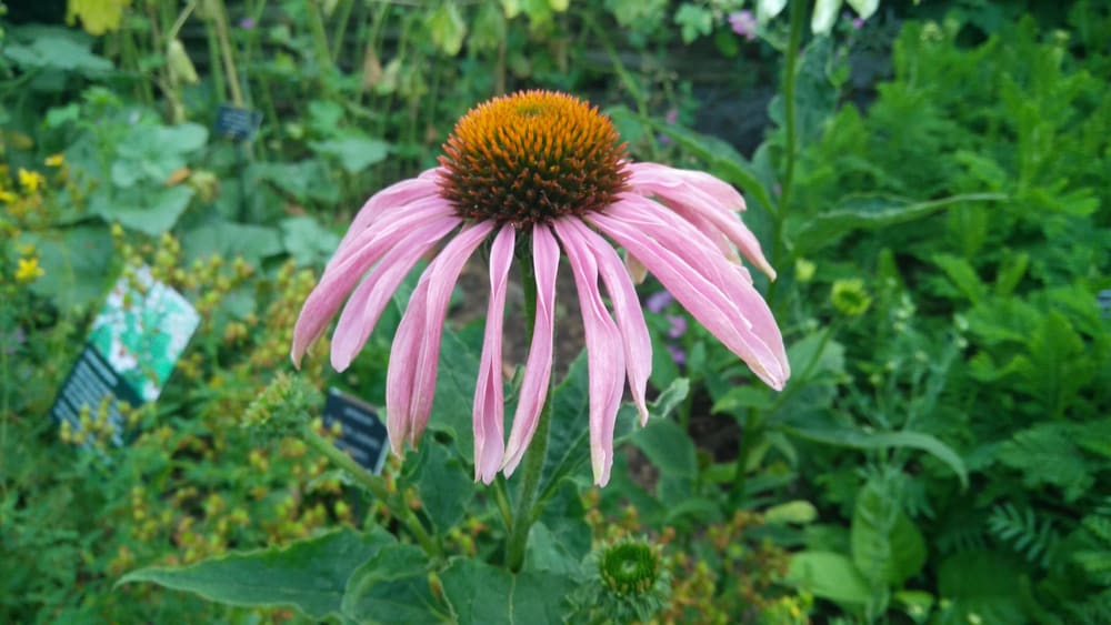 Chelsea Physic Garden 2