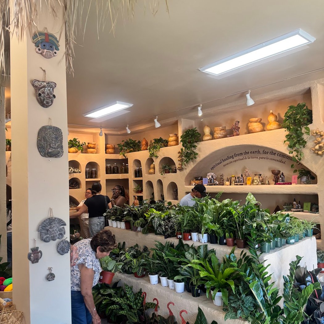 Raíz Plants 2