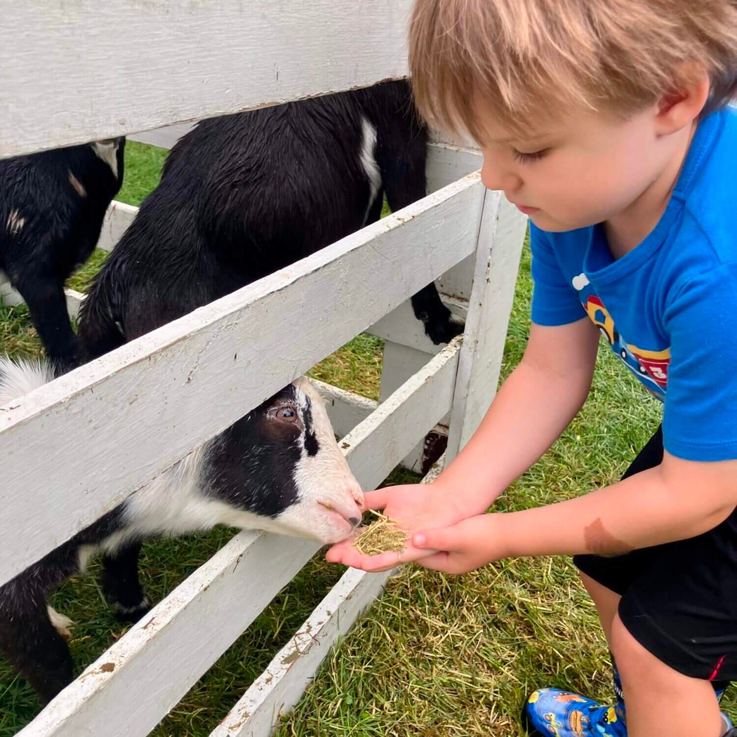 Bethlehem Blueberry Festival 3