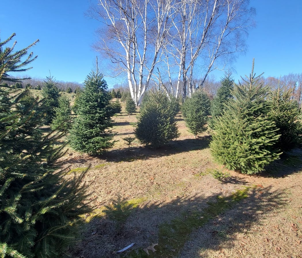 Westman's Christmas Tree Farm 3