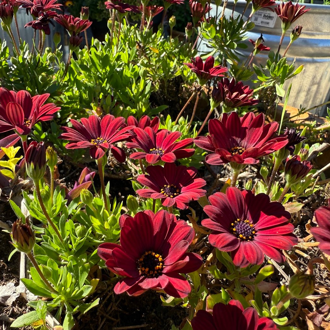 Rivertown Demo Garden 3