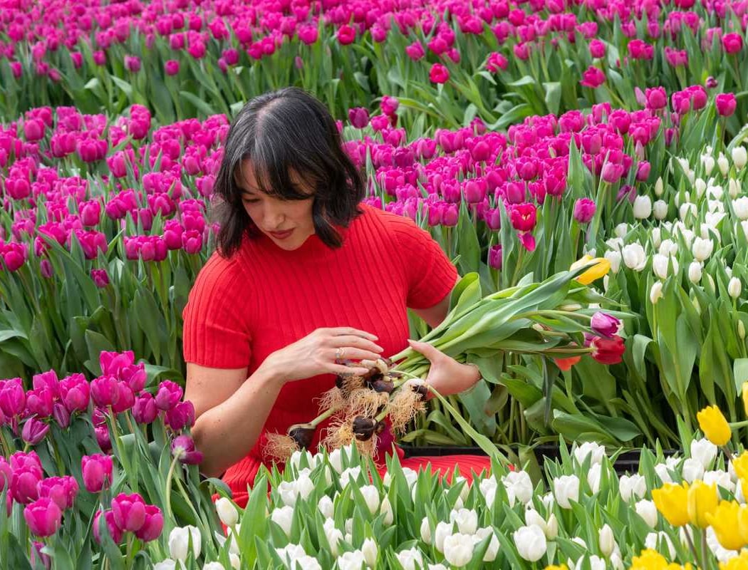 Tulip Day 1