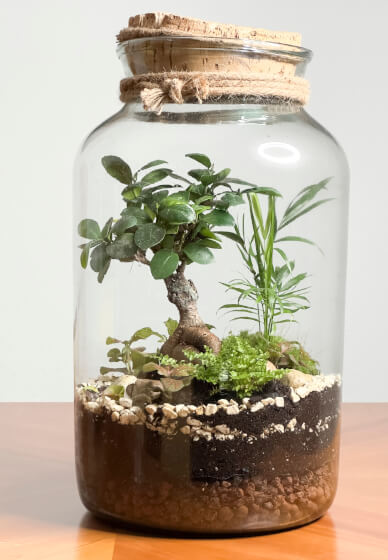The Terrarium 1