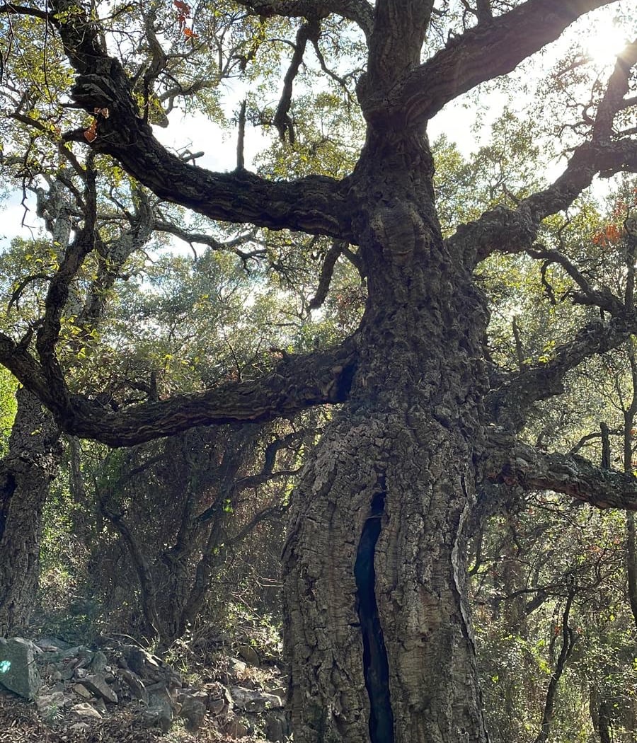 Massif des Maures 2
