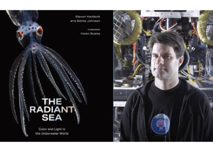 Steven Haddock - The Radiant Sea: Color and Light In the Underwater World 1
