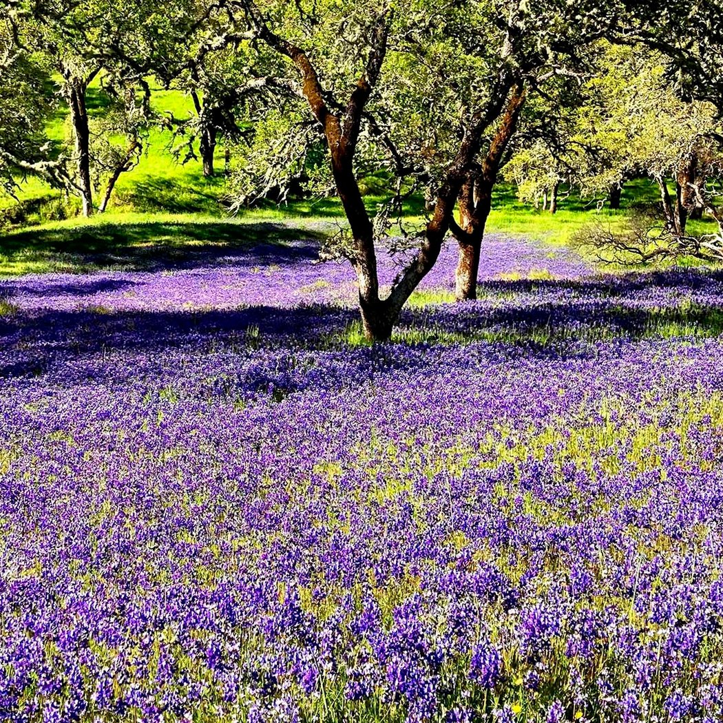 Wantrup Wildflowers 1