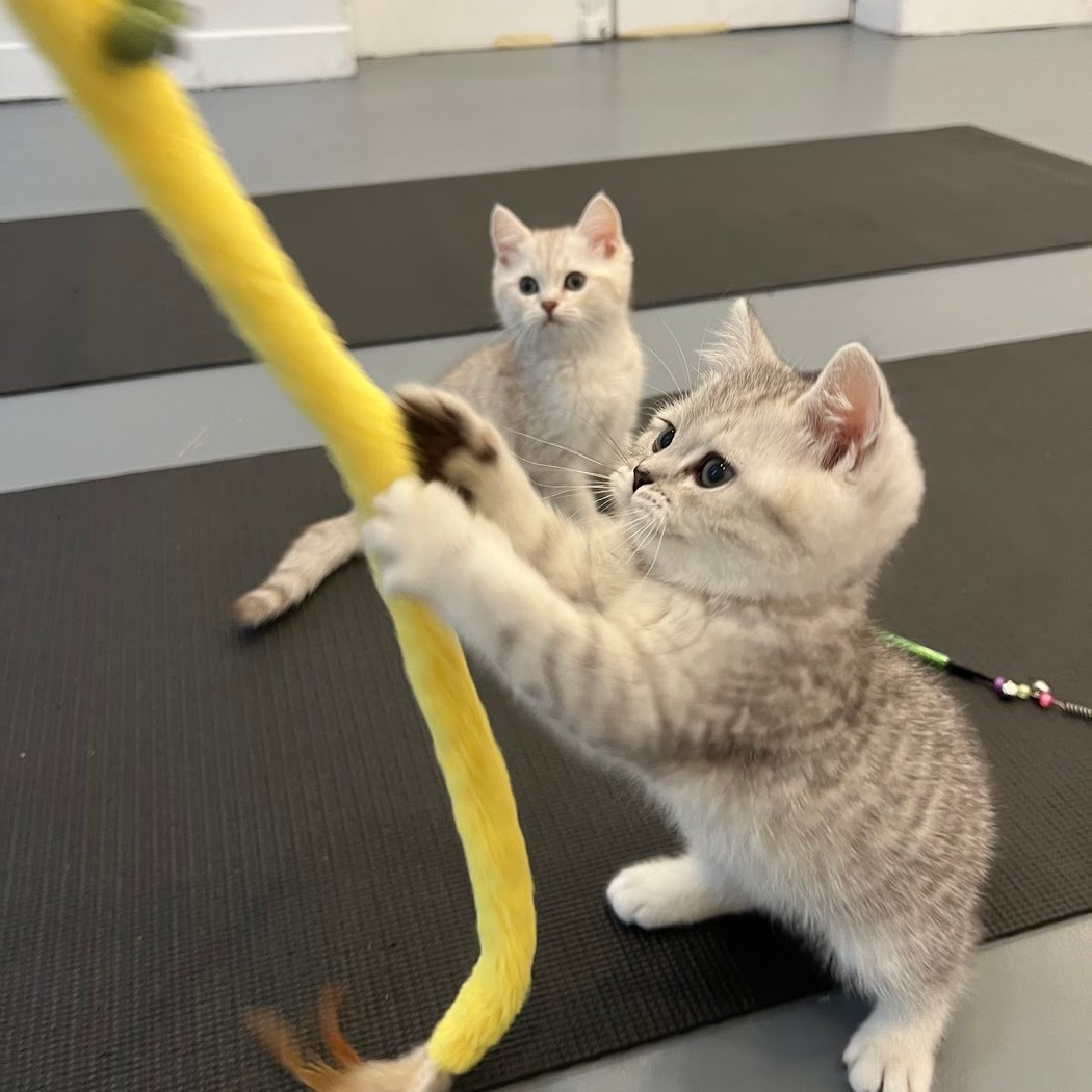 Kitten Yoga Paris 1