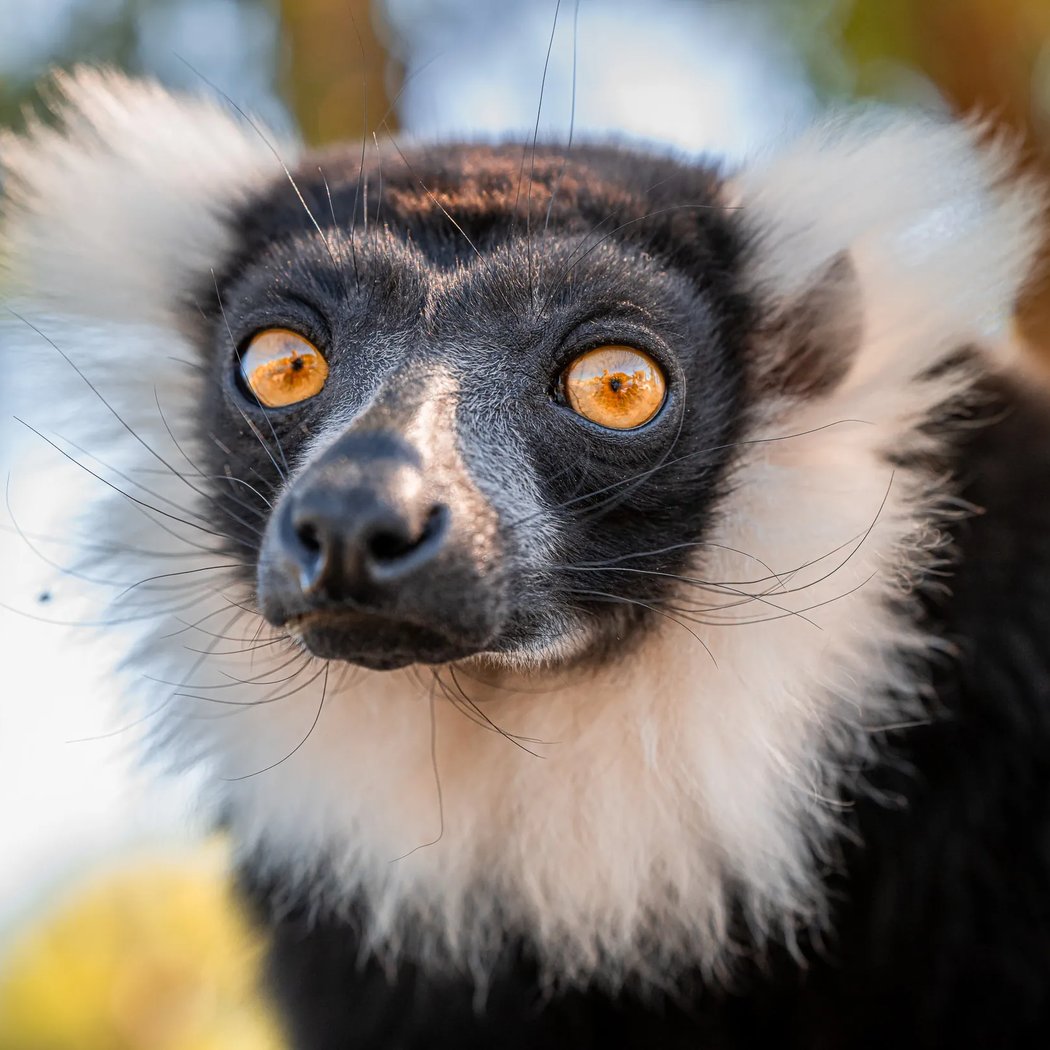 Member Event: Insider Connection – Primates 1