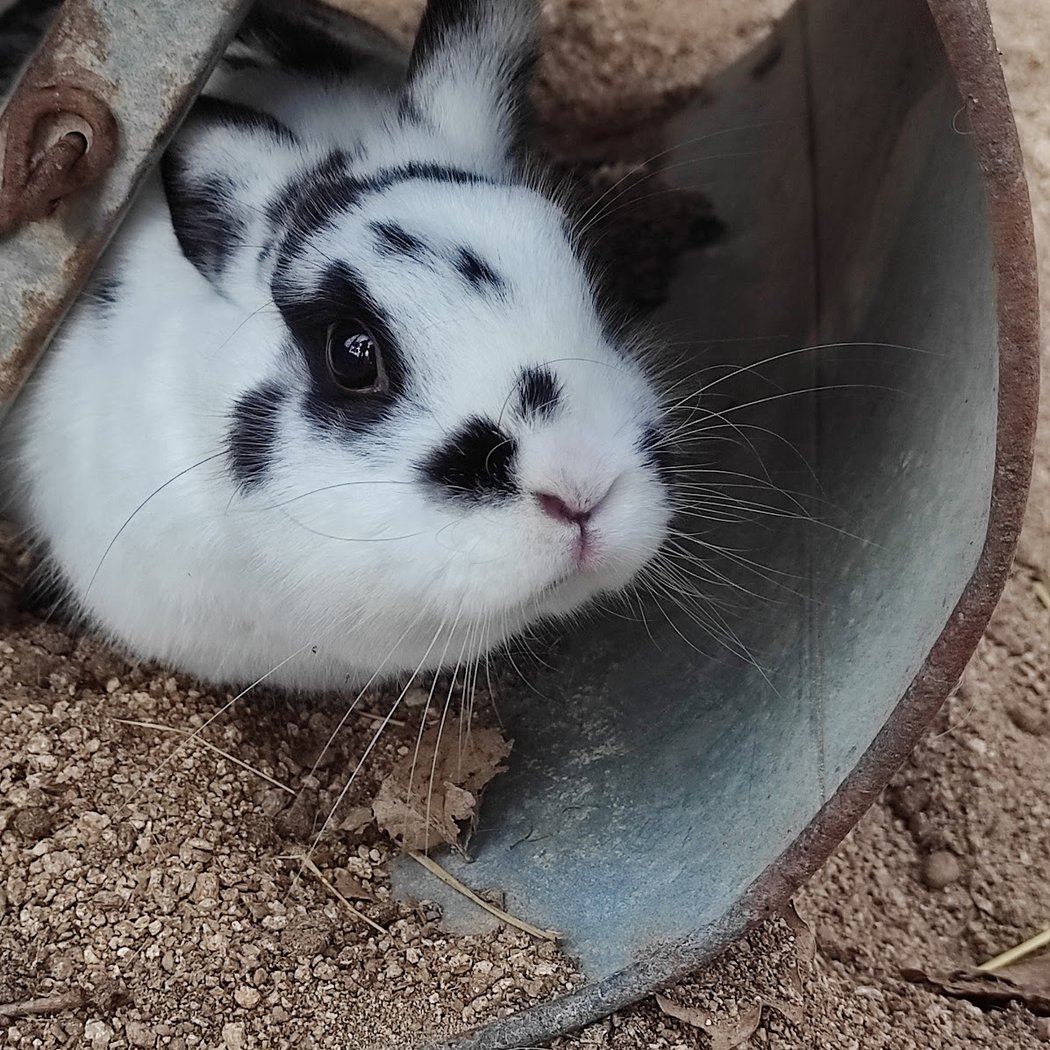 Le Petit Paradou 1