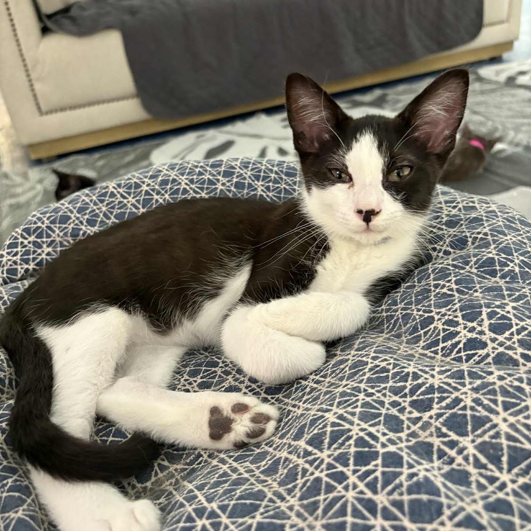 Kitten Lounge 2