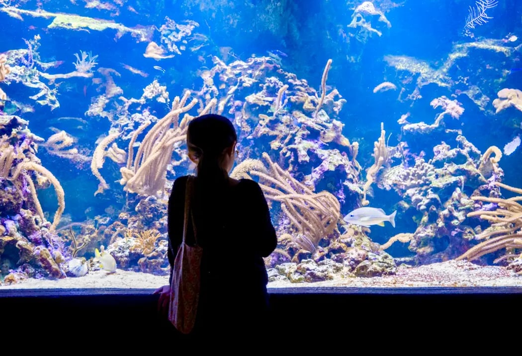 Aquarium Tropical 3