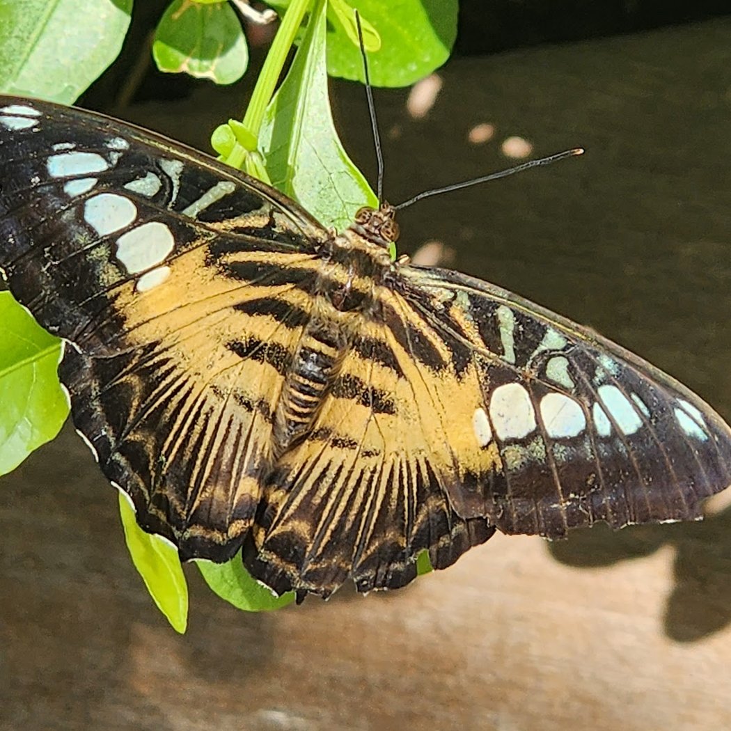 Photo Time with Butterflies 3