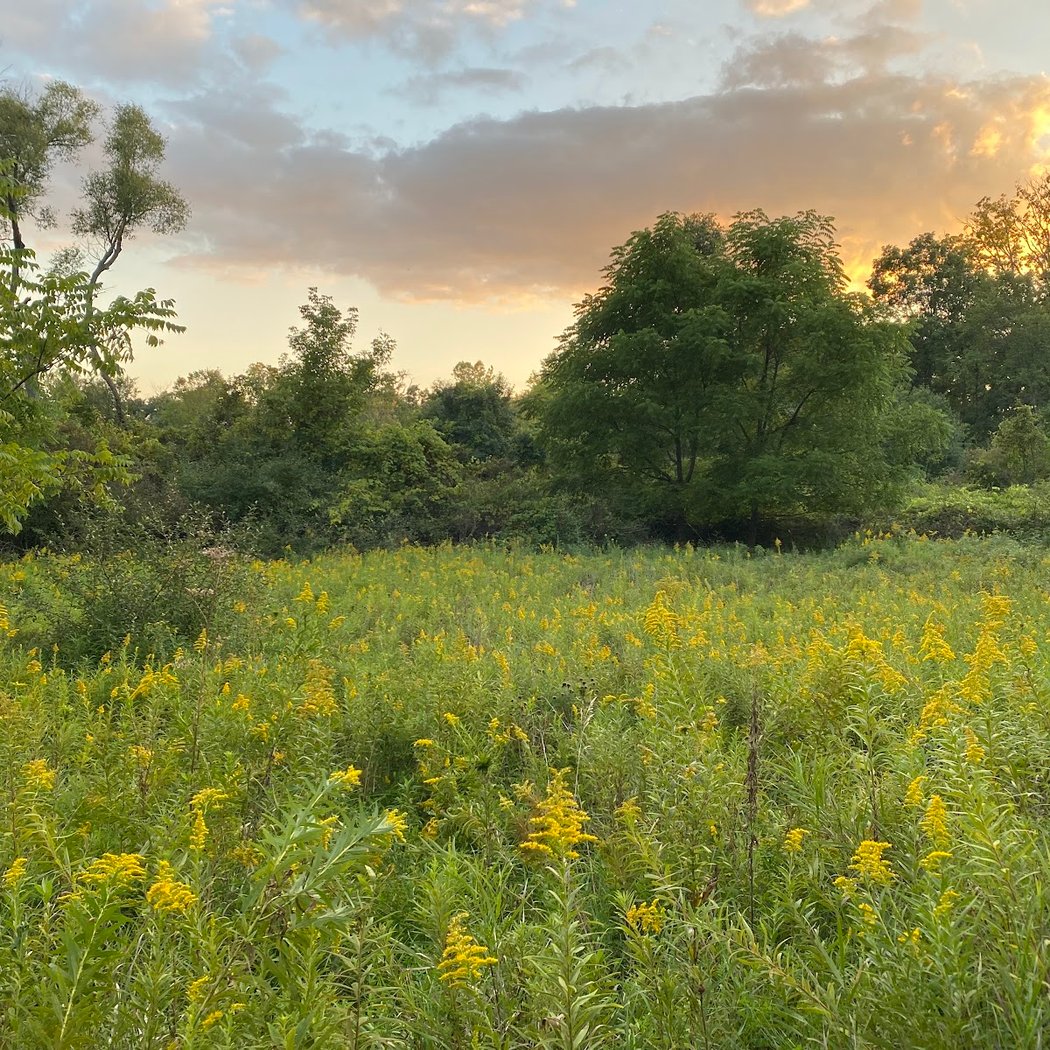 Dominican Meadows 2