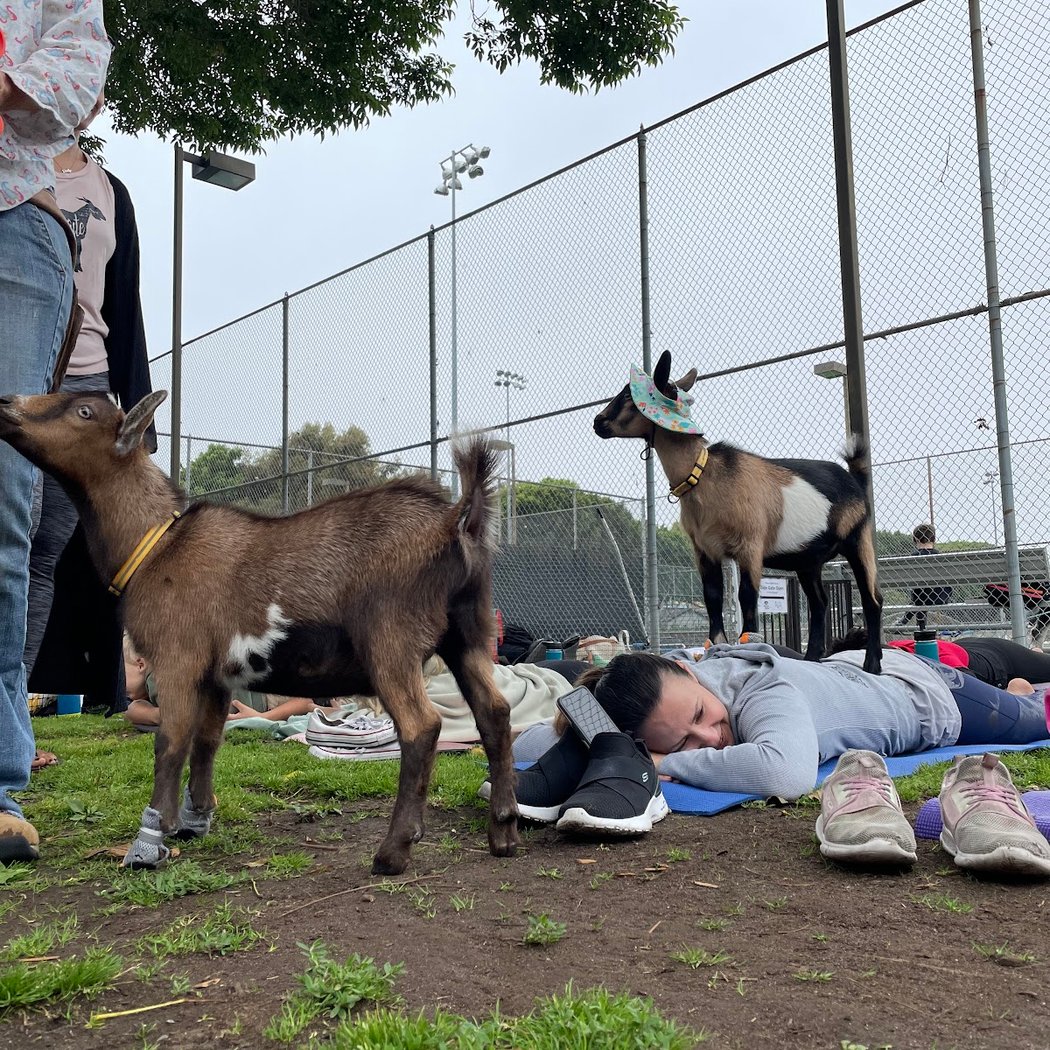 Goat Yoga 3