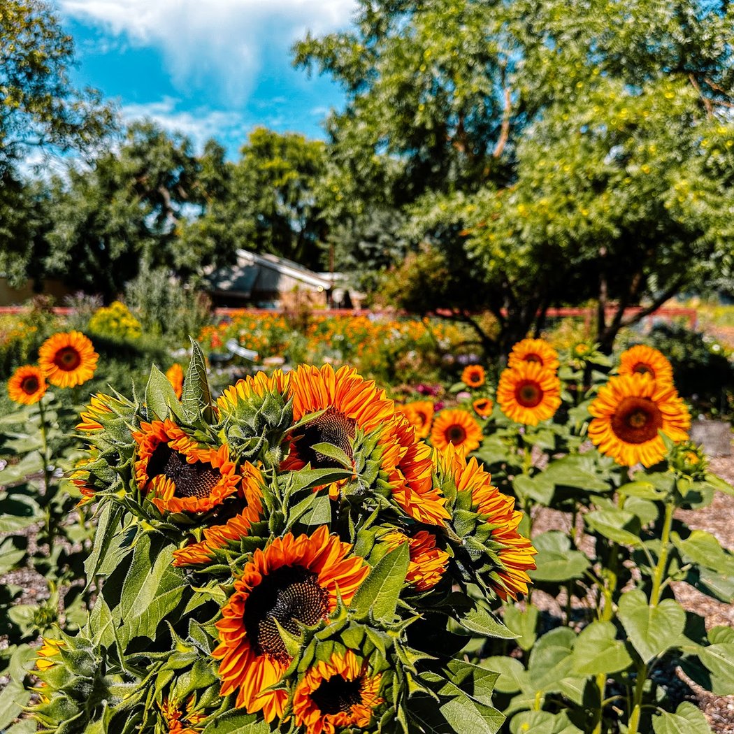 Volunteer’s hours: Dahlia Planting Season 2