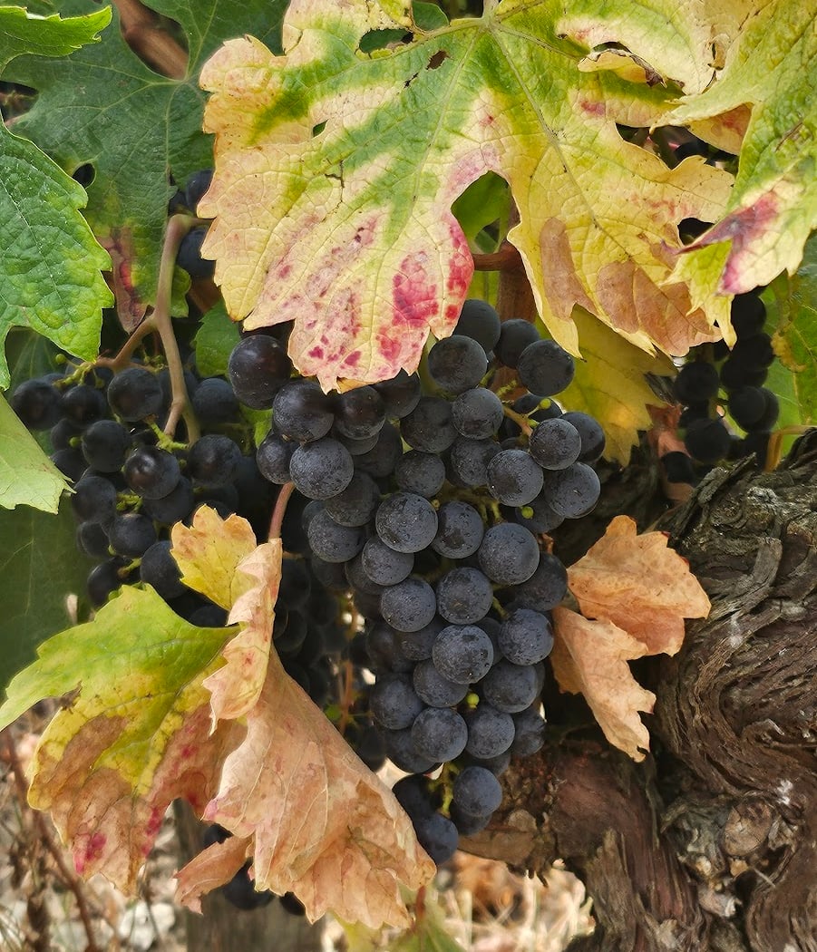 La Grande Maison Monbazillac 3