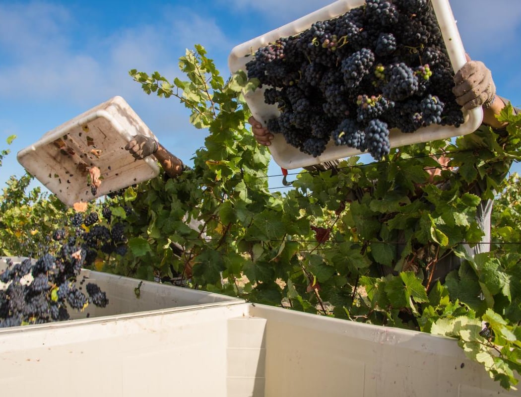 Reynolds Family Winery 2