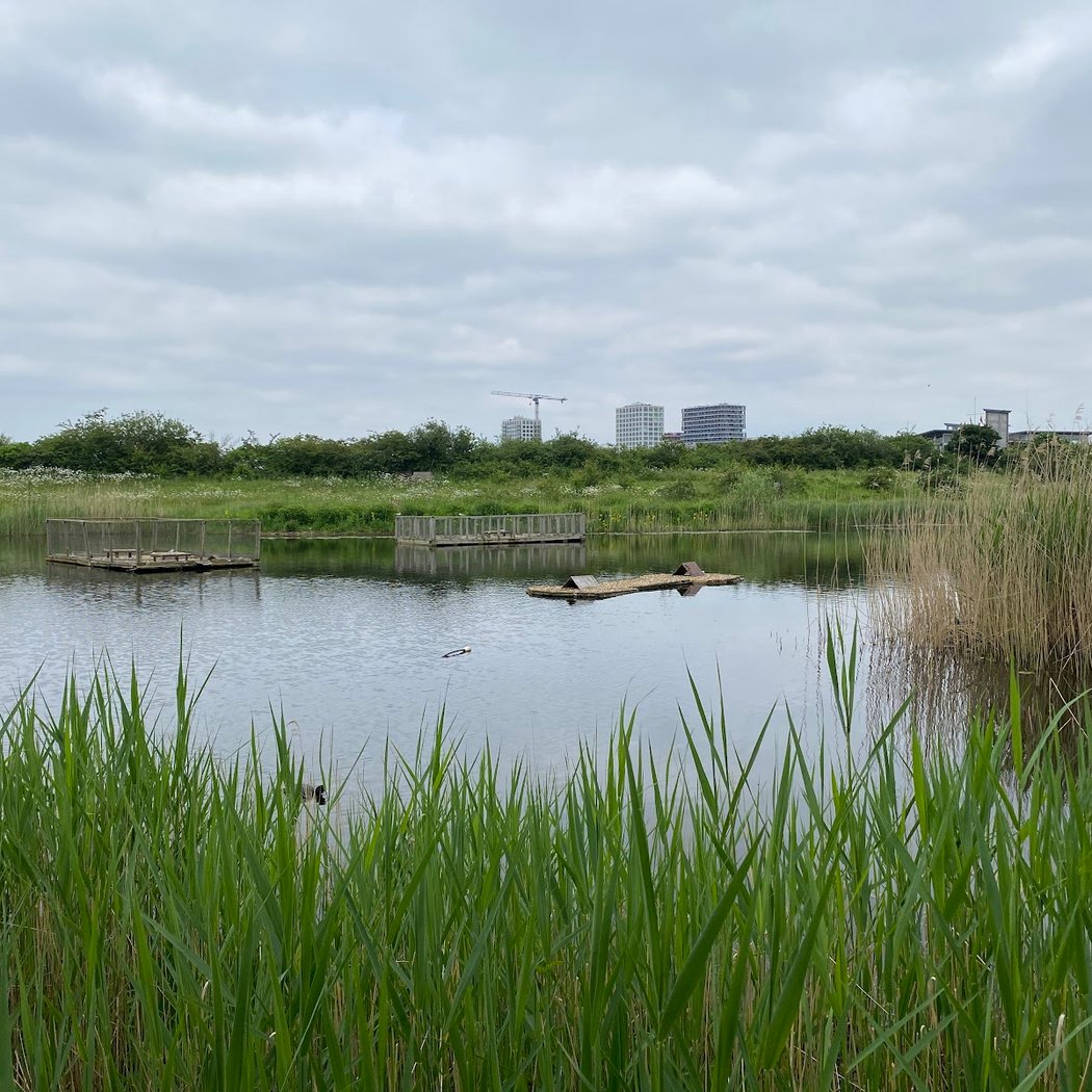 Greenwich Peninsula Ecology Park - TCV 2