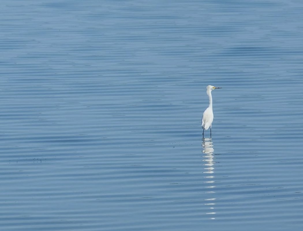 Birding for Beginners with the National Park Service 1