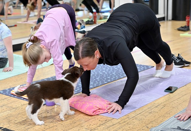 Puppies & Yoga: Sunday Session 3