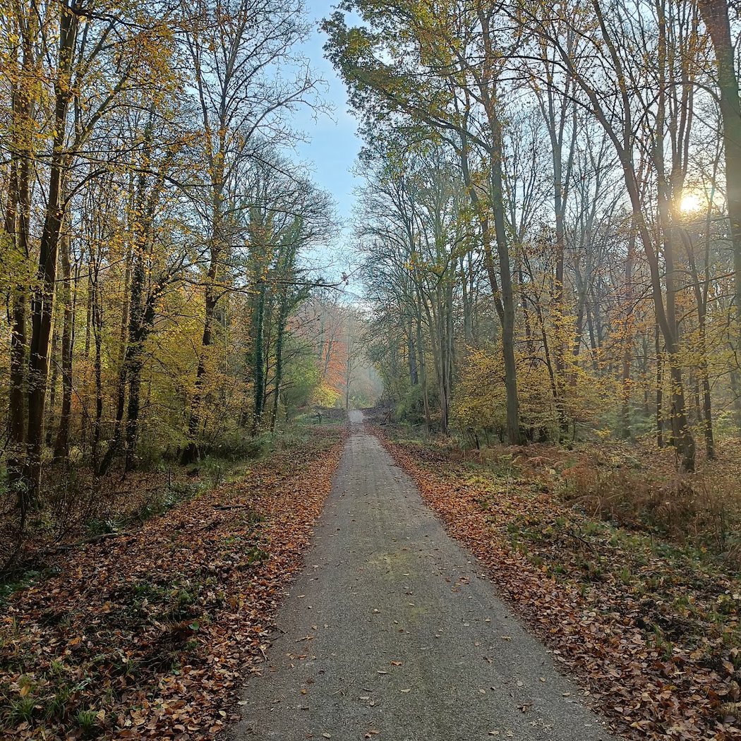 Forêt de Londe-Rouvray 2