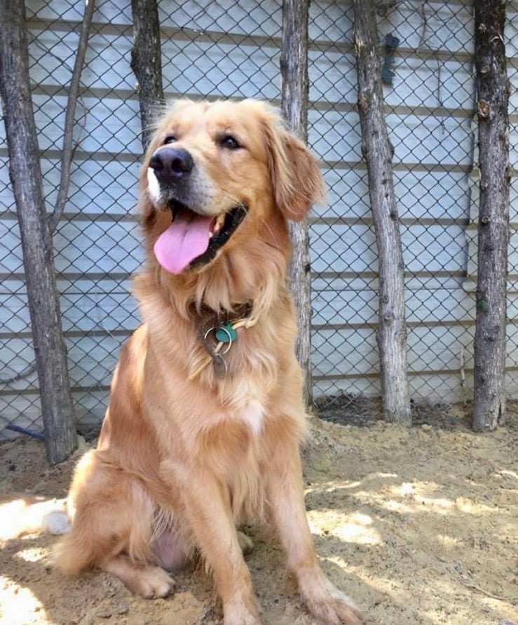Pet Jilton Club 1