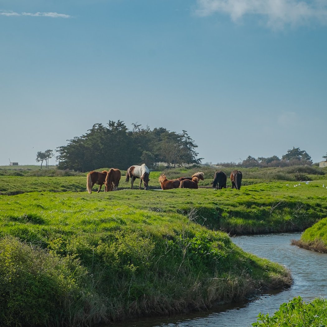 Marais de Lyarne 1