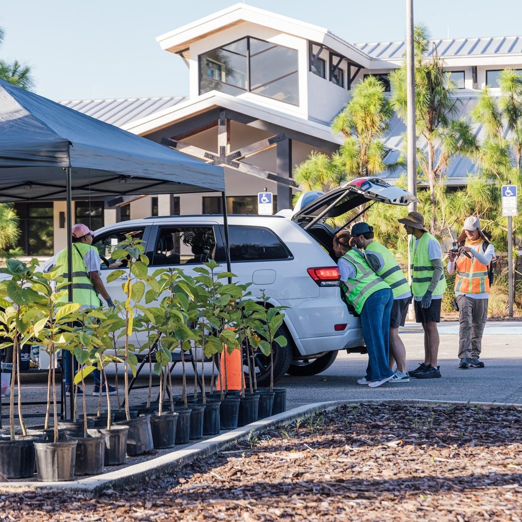 Free Tree Giveaway 1