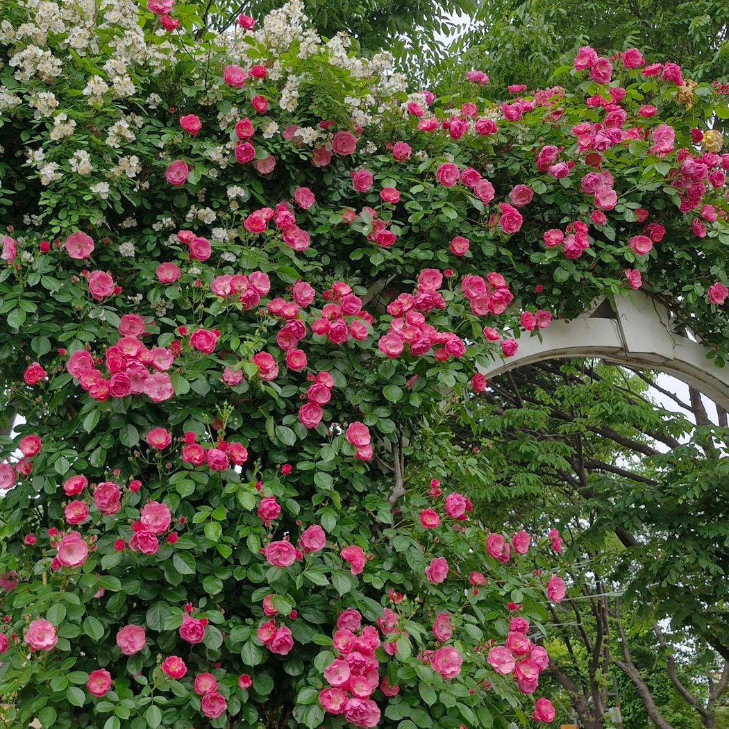 Seoul Rose Festival 3