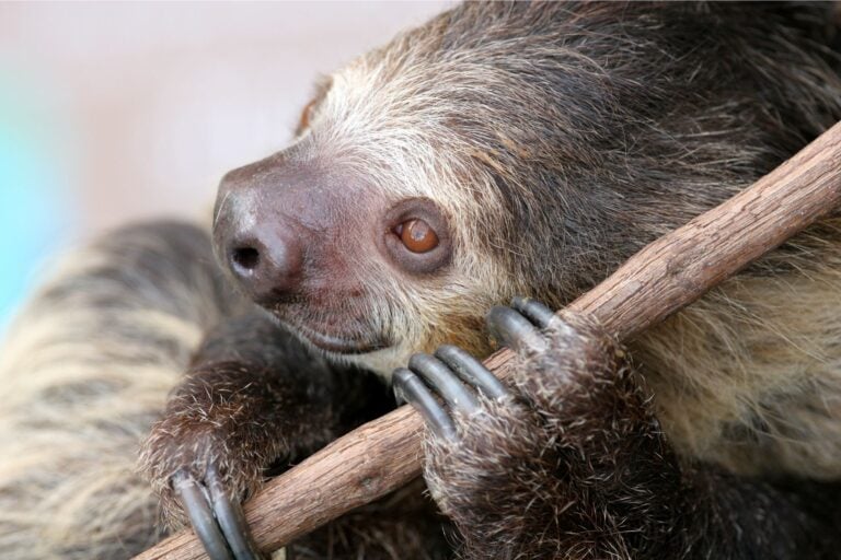 Sloth Social 1