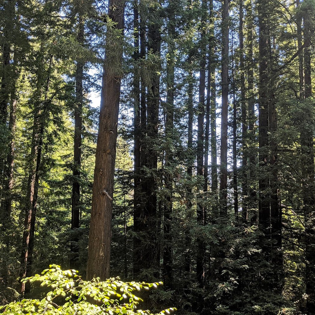 Volunteer Outside with Grassroots Ecology 2