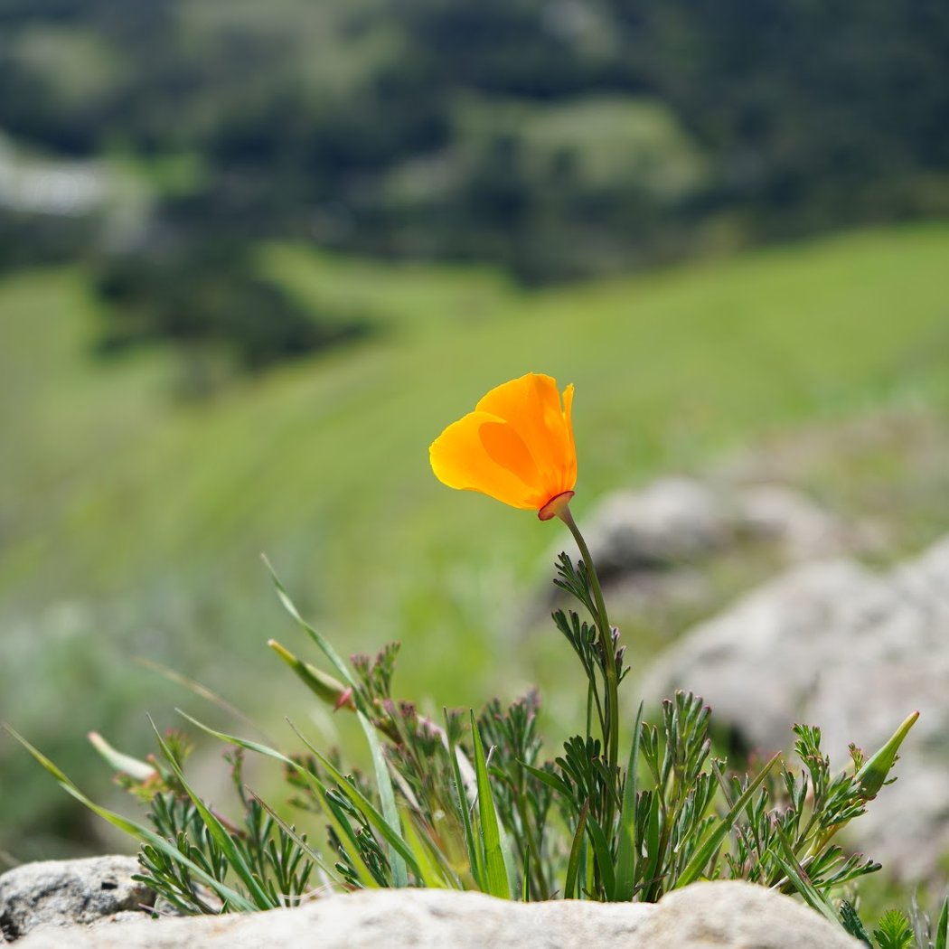 Wildflower Exploration 1