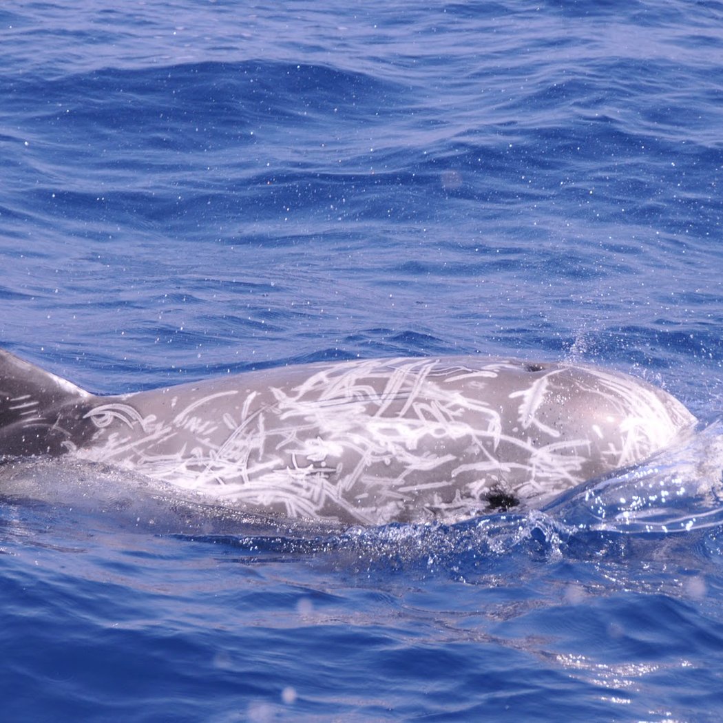 Méditerranée Pêche Découverte 2