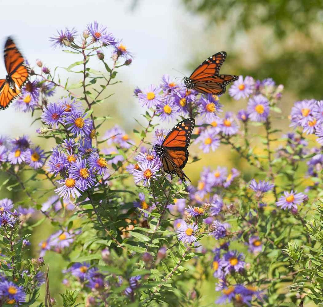 Gardening for Bees, Butterflies & Beyond 2