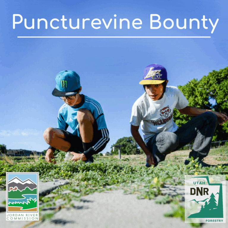 Jordan River Puncturevine Pull 2
