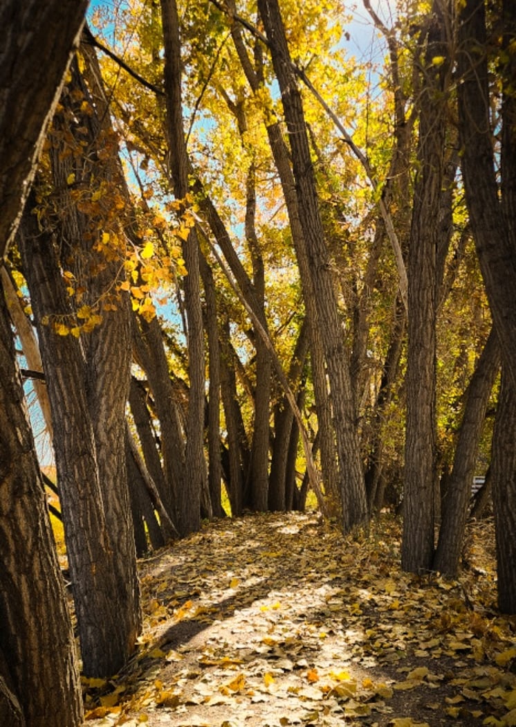 Barr Lake Trail Race