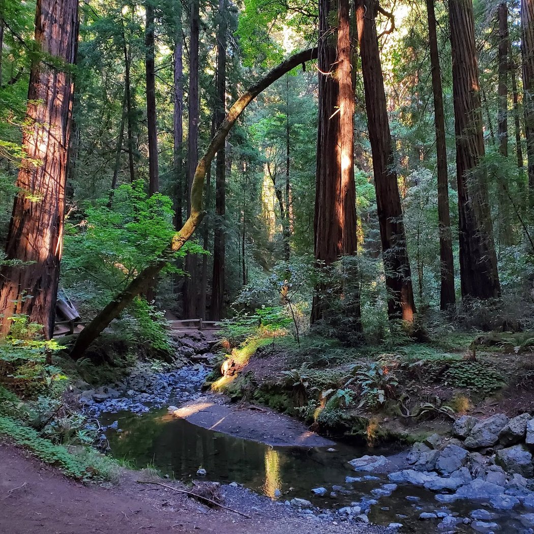 Muir Woods Night Tour