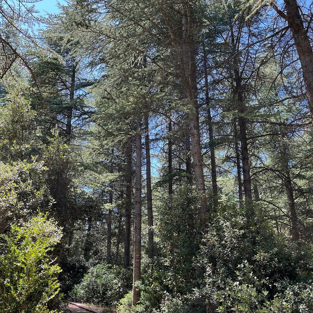 Forêt des cèdres du Luberon 3