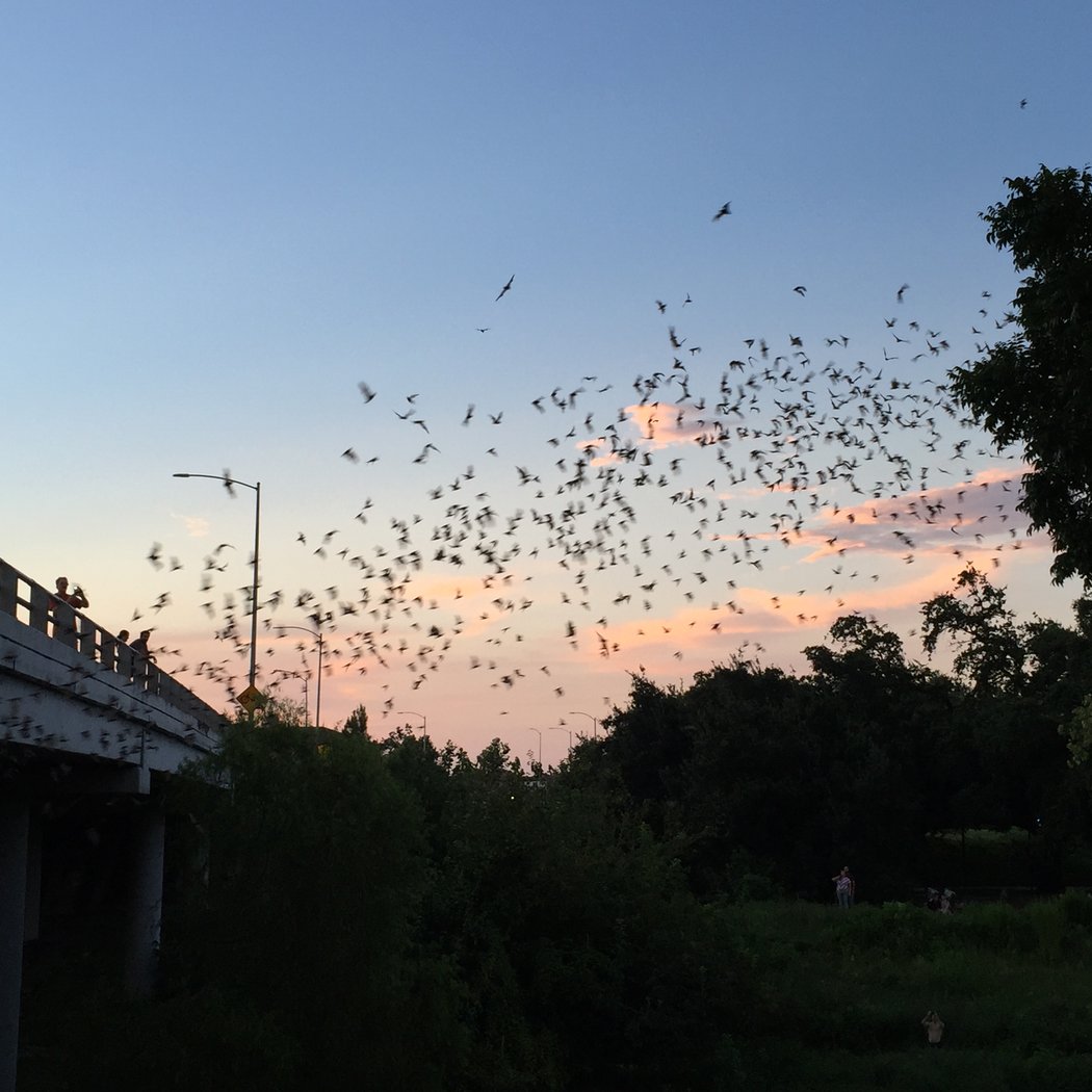 Bat Chat 5