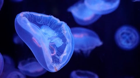 Kawaii - L'Aquarium de Paris 2
