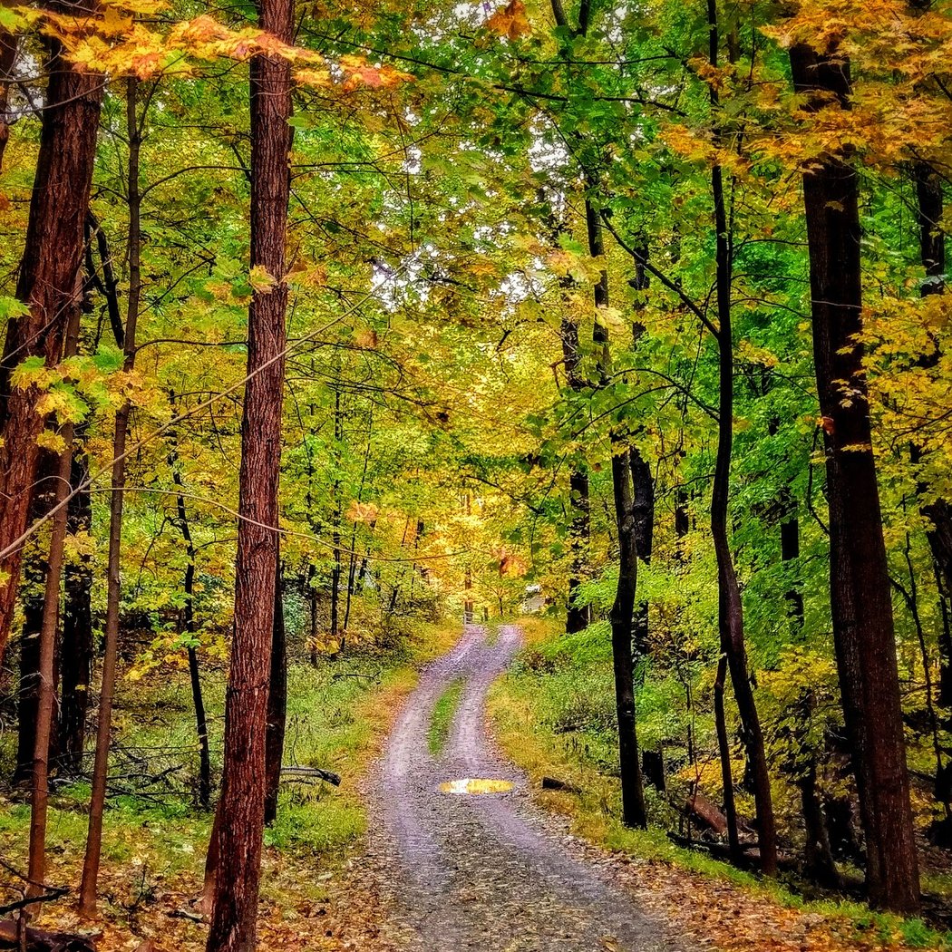 Fishkill Ridge Trail 1