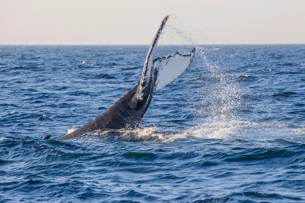 Gerry E. Studds/Stellwagen Bank National Marine Sanctuary 1