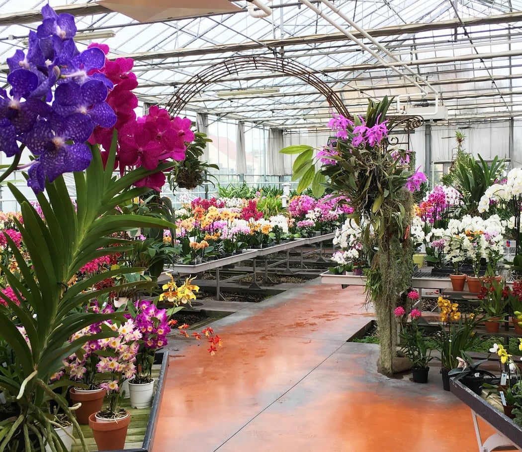 Orchidées Vacherot et Lecoufle 1