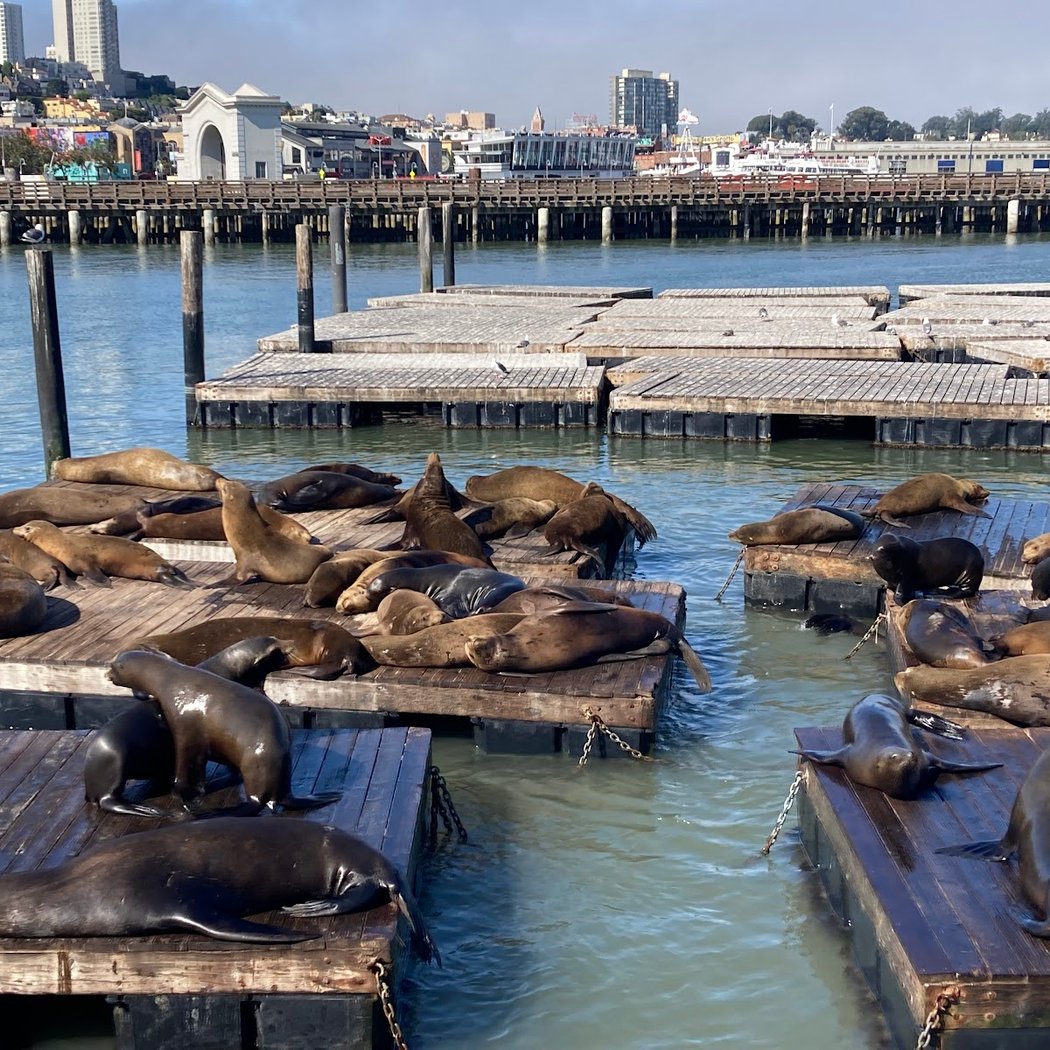 Sea Lions 3
